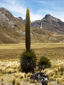 la planta mas impresionante del mundo