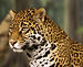jaguar, anaconda, condor, llama, alpaca, vicuña