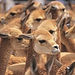 papas, aji, maiz, vicuña, mani