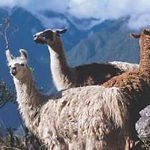 animaux typiquements peruviens